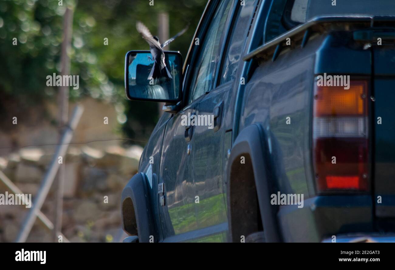 Ra, MALTA - 08 dicembre 2016: Un uccello bianco di coda di Wagnola, Motacilla alba, combattendo contro la propria riflessione in un pick-up furgone specchio laterale, mostrando dominano Foto Stock