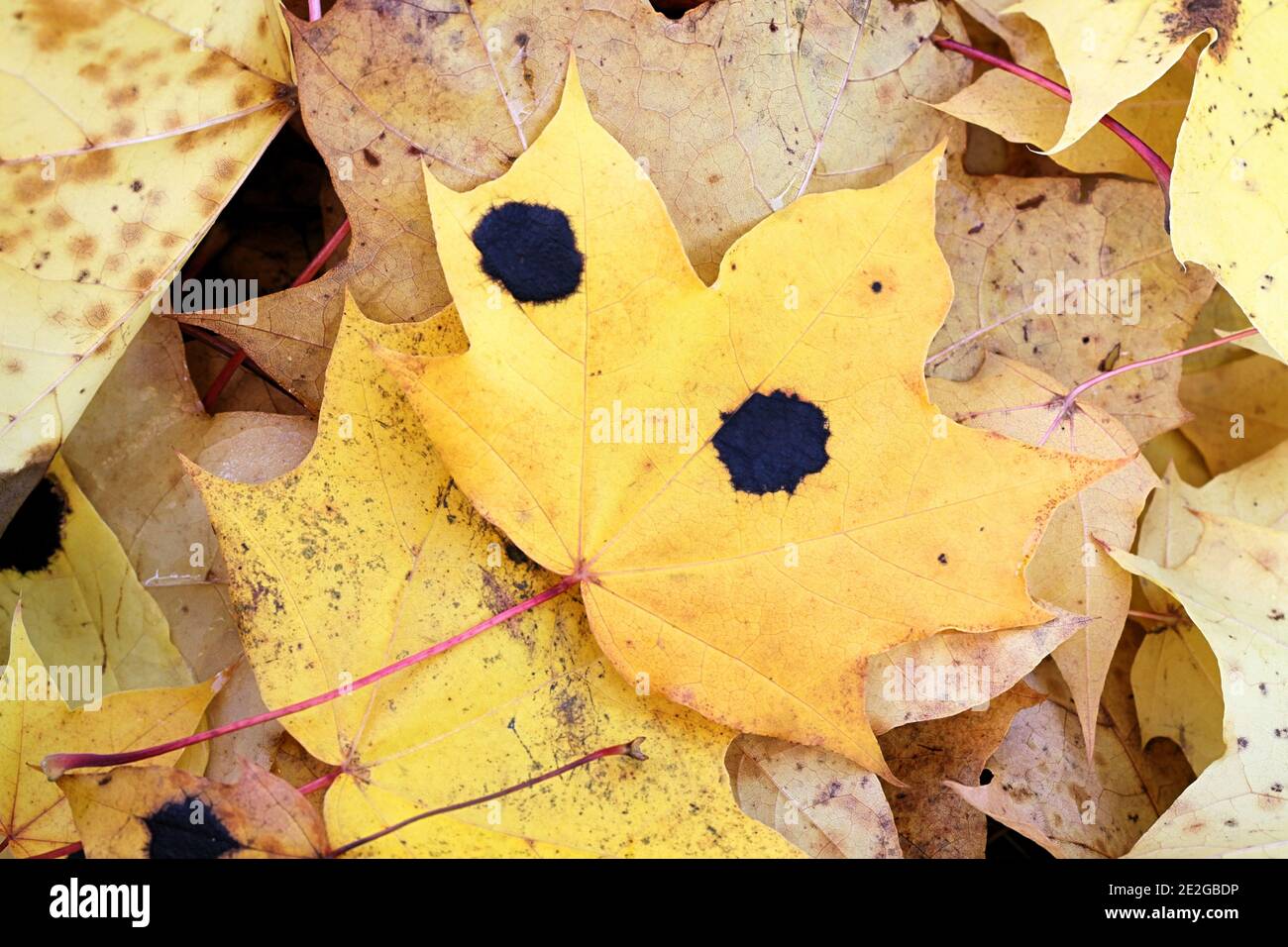 Rhytisma acerinum, noto come macchia di catrame o Sycamore Tarspot fungo, un patogeno di piante fungine che infetta foglie di acero Foto Stock