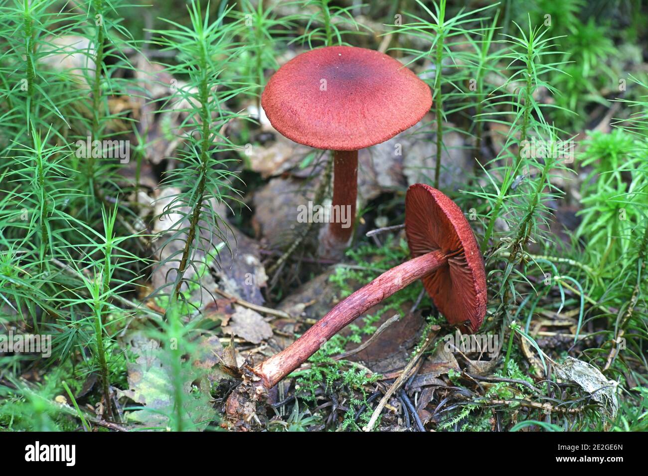 Cortinarius sanguineus, noto come il sangue rosso o rosso sangue webcap di funghi selvatici dalla Finlandia Foto Stock