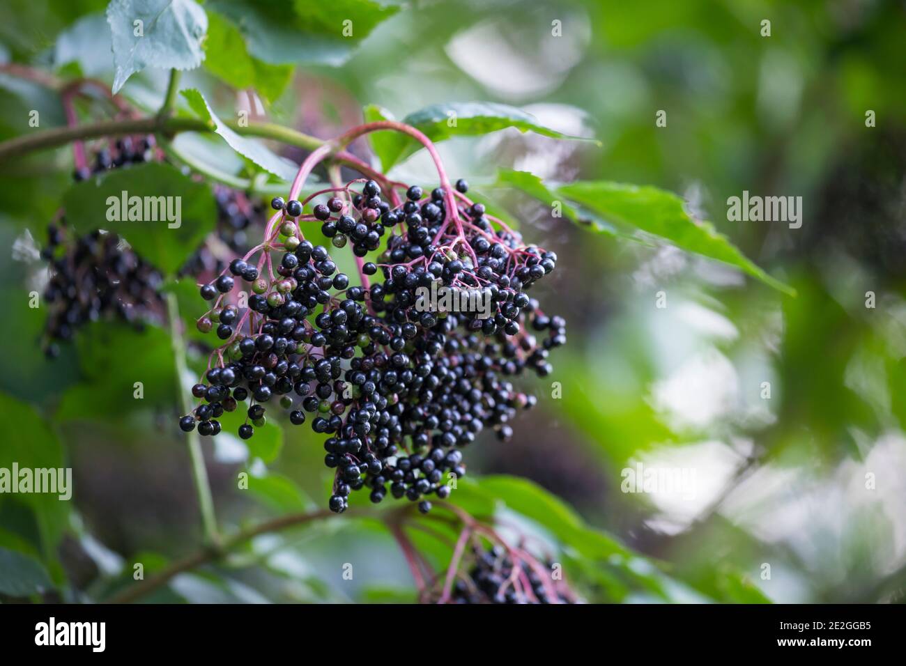 Schwarzer Holunder, Frucht, Früchte, Fliederbeeren, Fliederbeere, Beere, Beeren, Sambucus nigra, Vecchio, Vecchio comune, Elderberry, anziano europeo, Euro Foto Stock