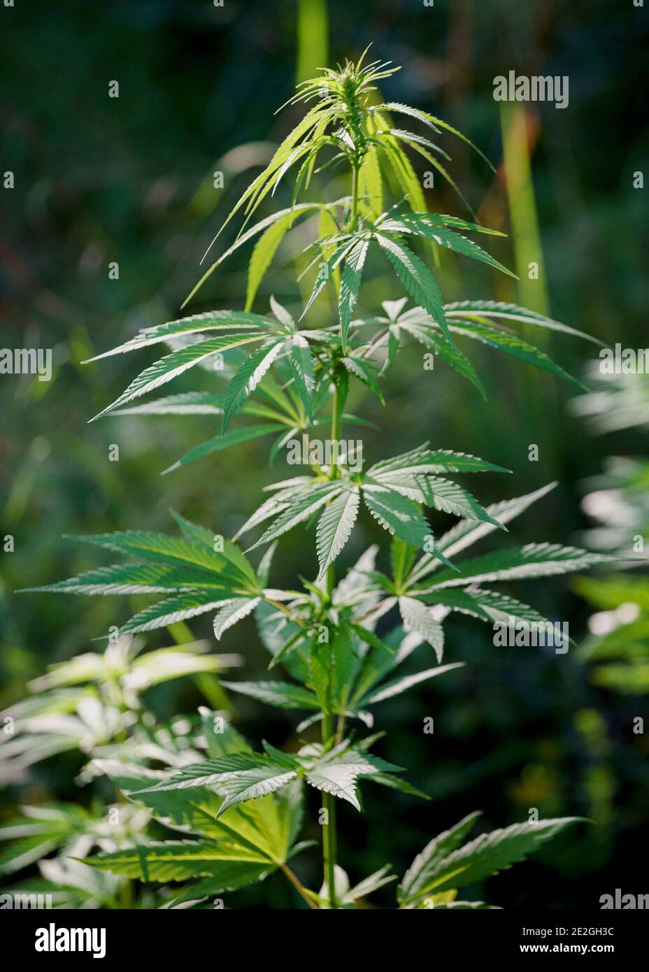 Primo piano su sana pianta verde di marijuana Foto Stock
