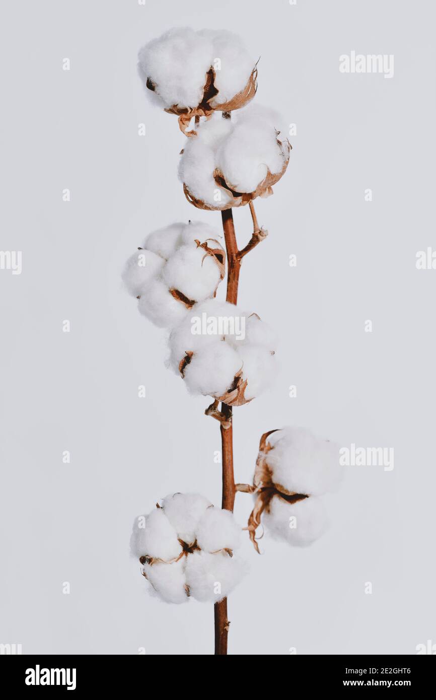 Lanugine di cotone bianco soffici che crescono sul ramo di pianta Foto Stock