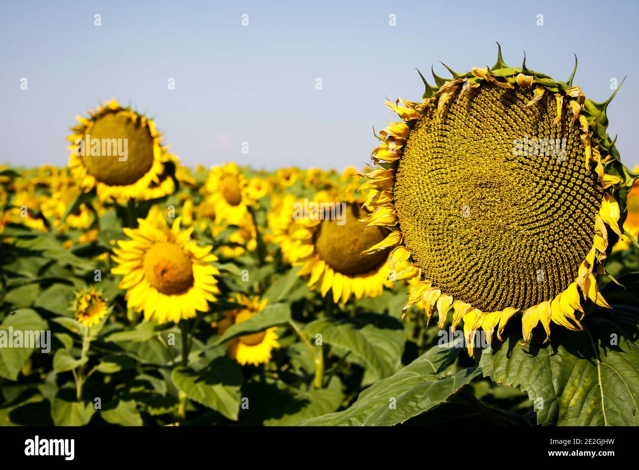 Campo di girasoli bulgaro giallo brillante Foto Stock