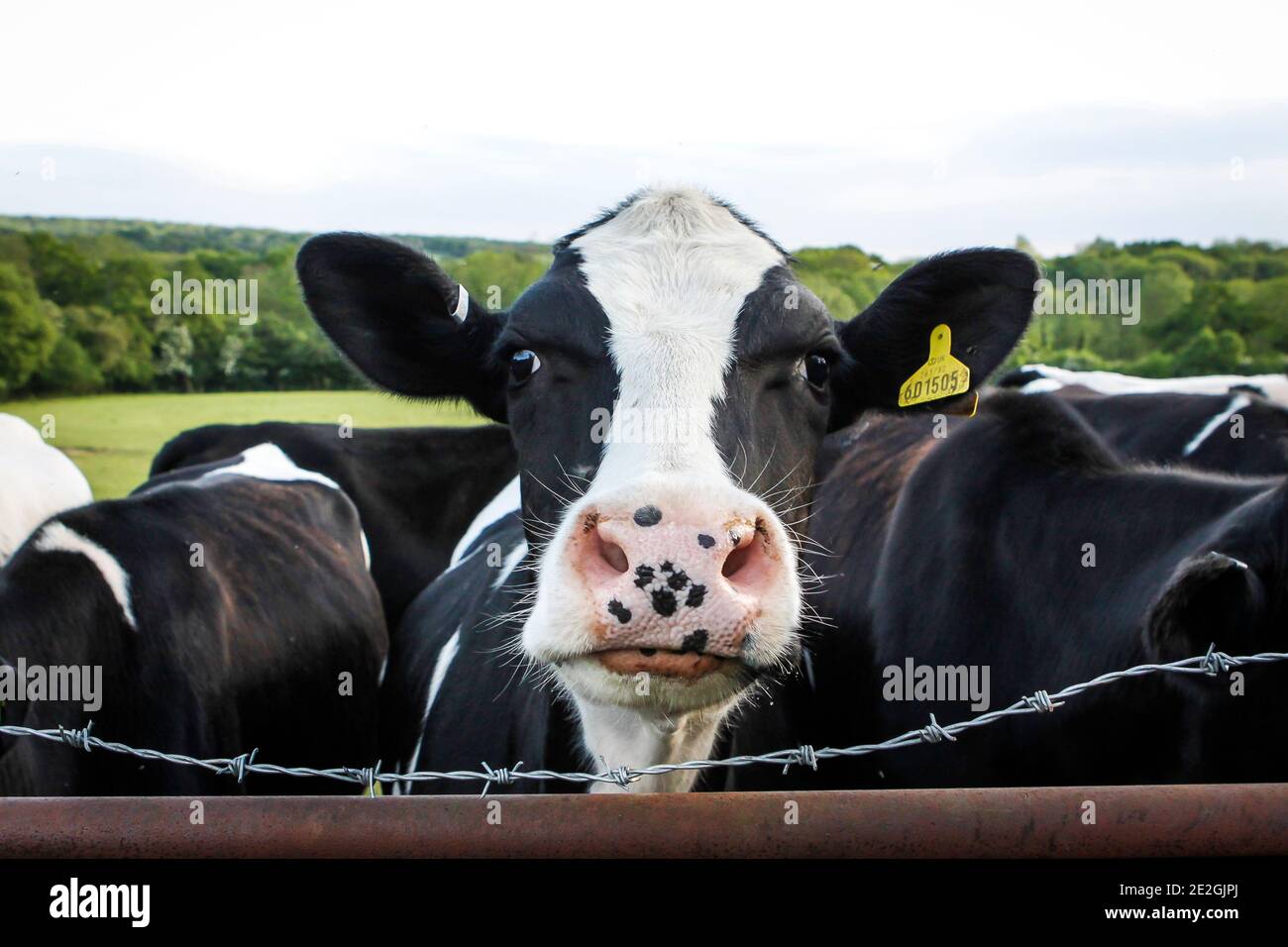 Giovane giovenca di latte Holstein con un naso dentellare macchiato in un campo, Kent Foto Stock