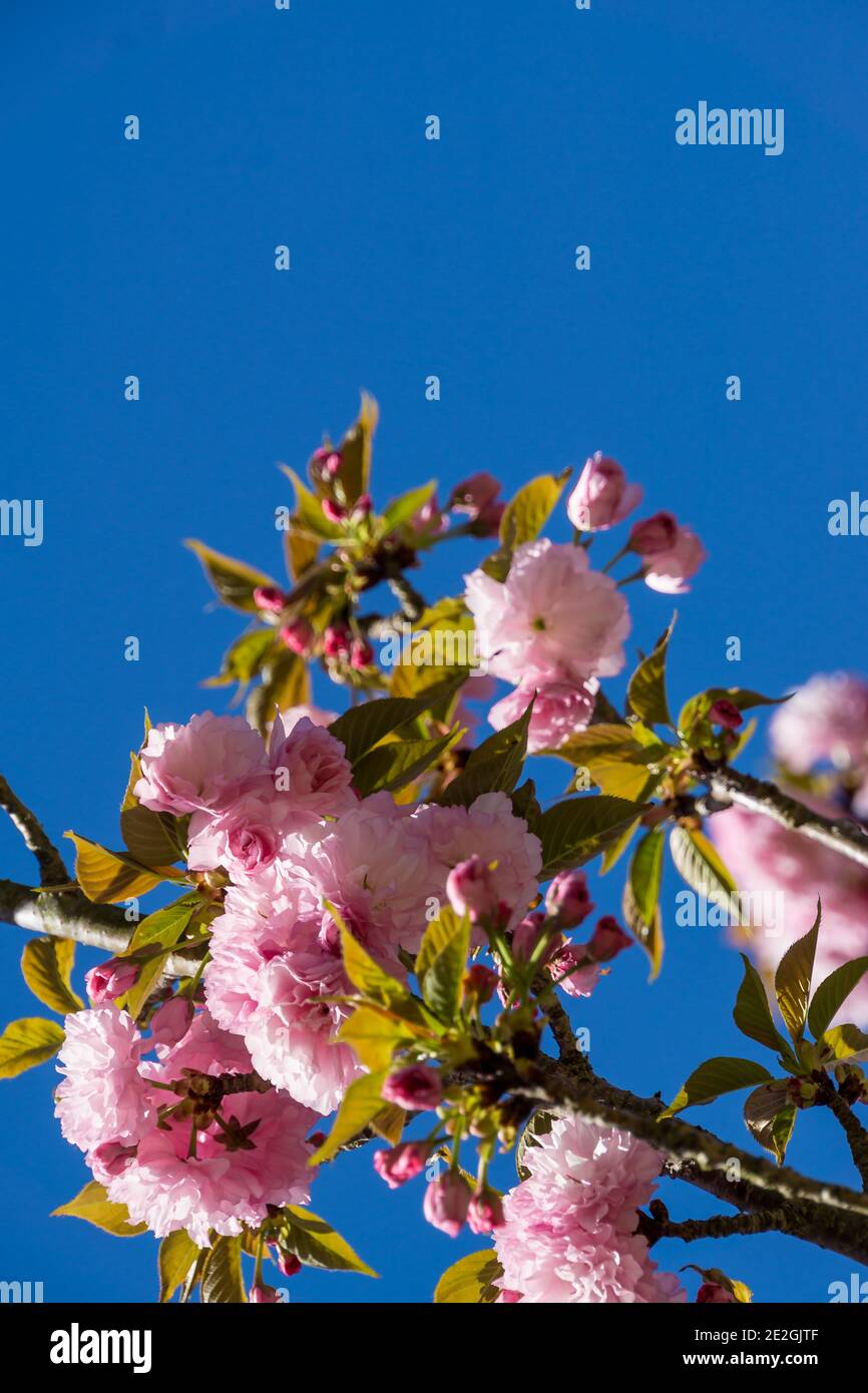 Primo piano verticale della pianta fiorita Prunus Zuzu nel parco piemontese di Atlanta, Georgia. Foto Stock