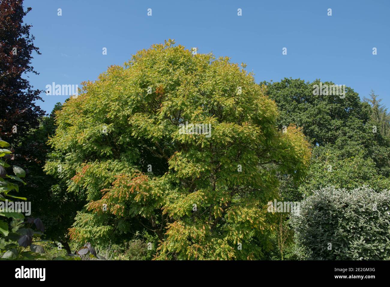 Summer Foliage di una pioggia d'oro decidua o Pride of India Tree (Koelreuteria paniculata) che cresce in un giardino nel Devon Rurale, Inghilterra, UK Foto Stock