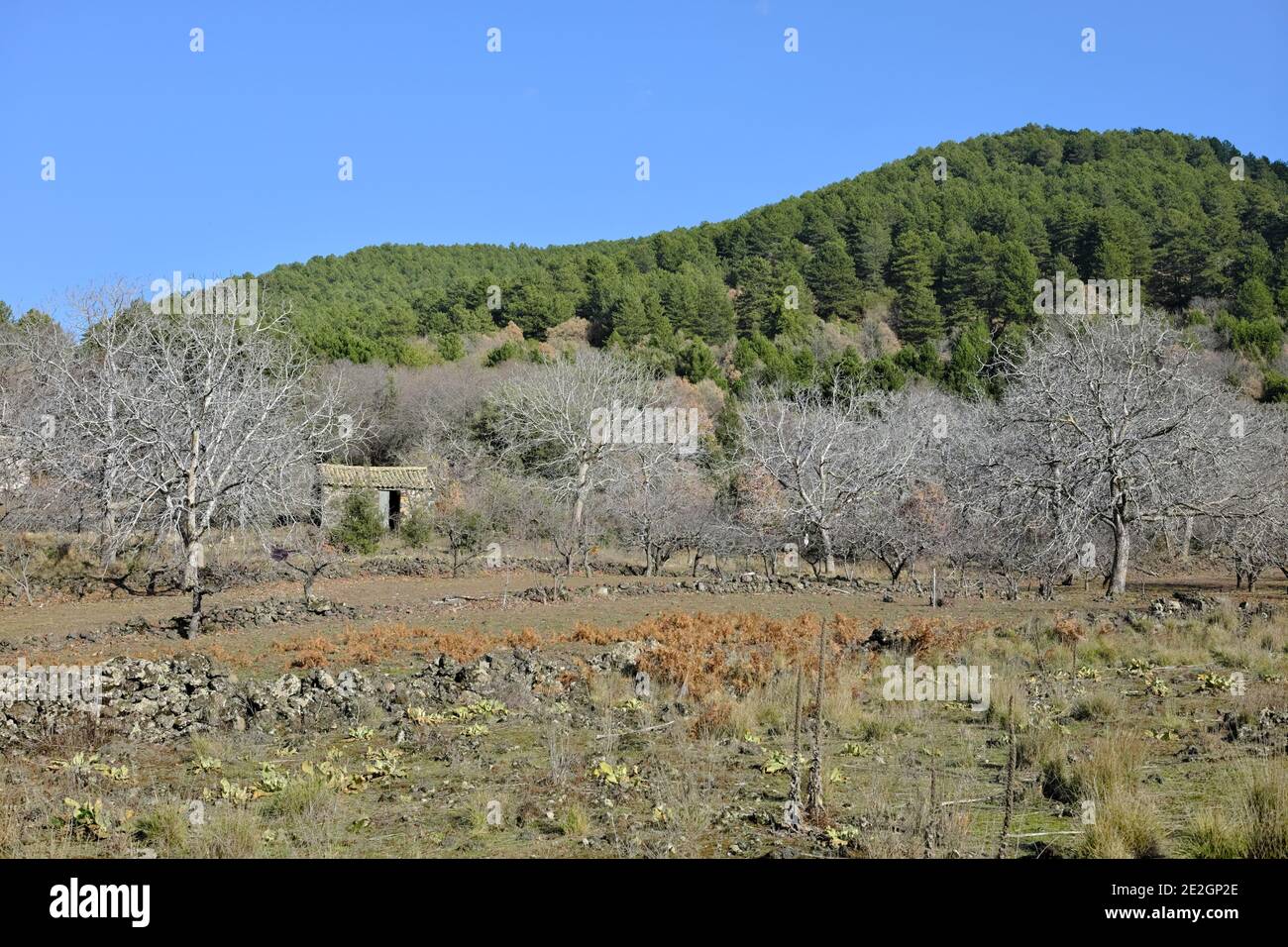 Paese scena di montagna Sicilia con casa rurale abbandonata in Foresta mista del Parco dell'Etna Foto Stock