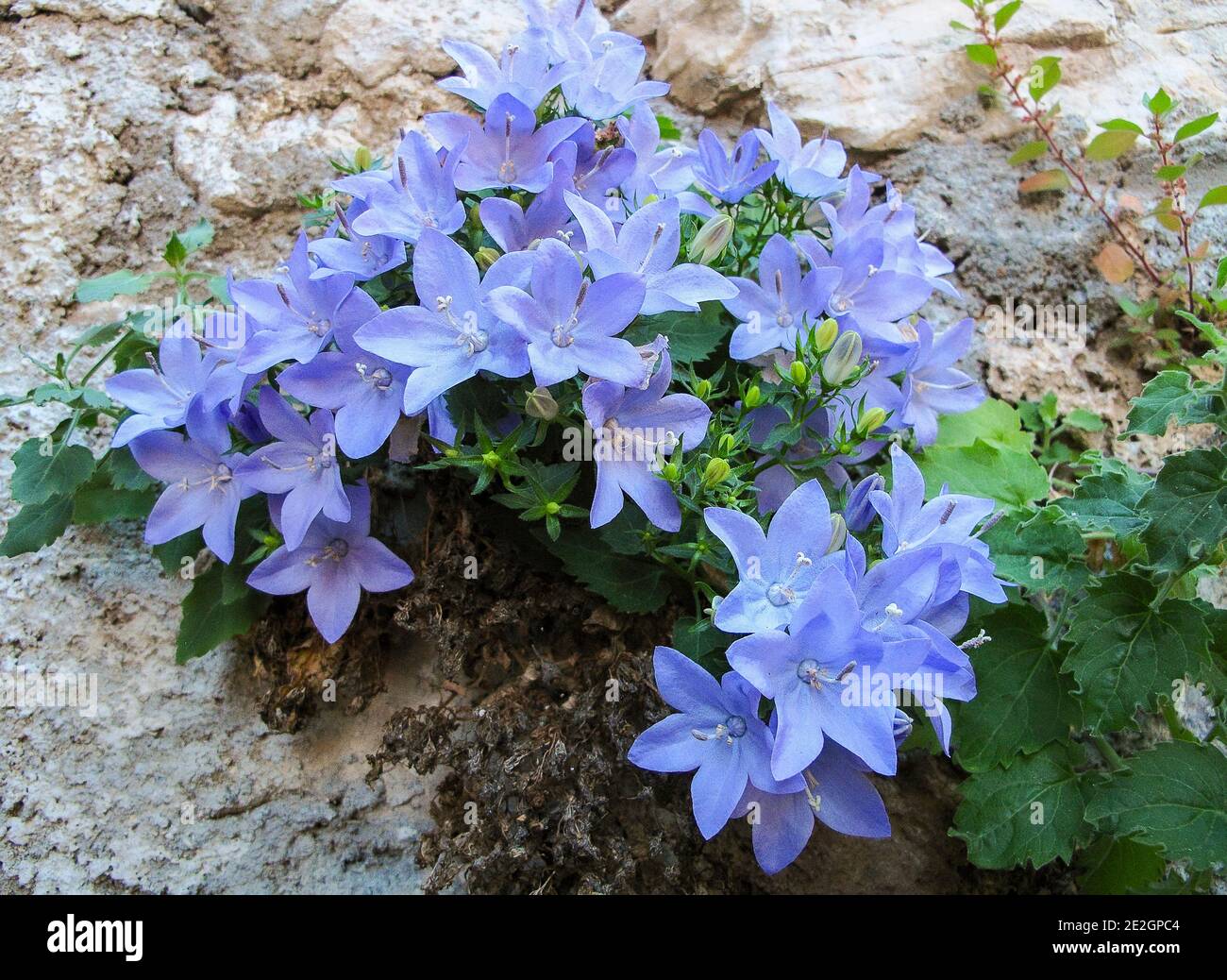 Italia Liguria campanula isophylla - fiore simbolo di finale Ligure, cresce solo nella zona finale Foto Stock