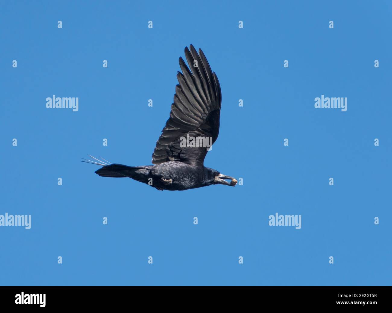 Rook, Corvus frugilegus, in volo, con acorno, contro cielo azzurro, Lancashire, UK Foto Stock