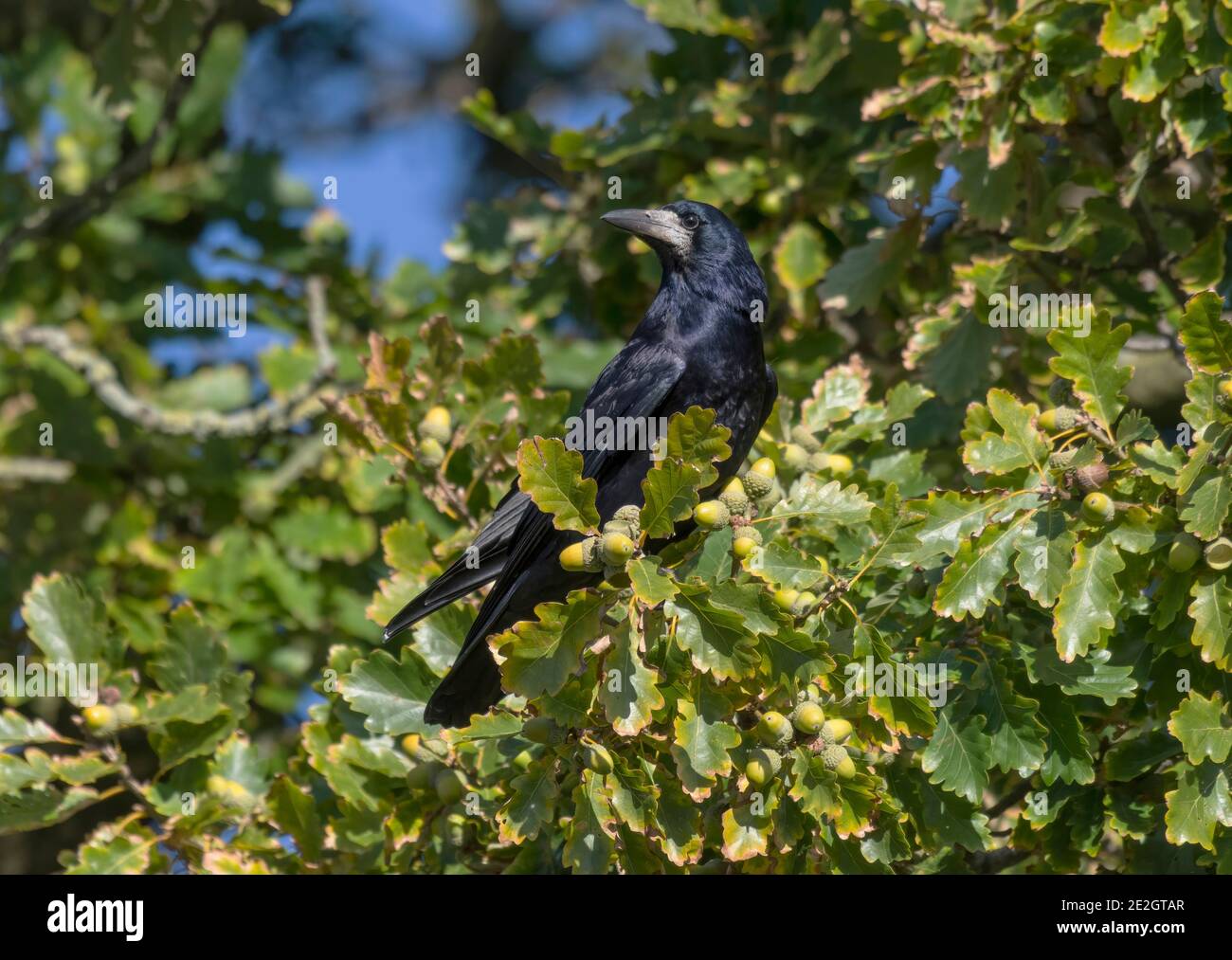 Rook, Corvus frugilegus, con acorno, in quercia, Lancashire, Regno Unito Foto Stock