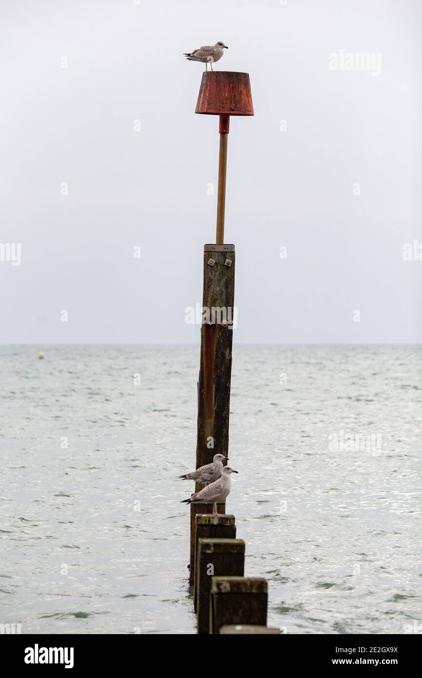 Gabbiani seduti su un groyne a Bournemouth spiaggia nel Inverno 30 Novembre 2020 Neil Turner Foto Stock