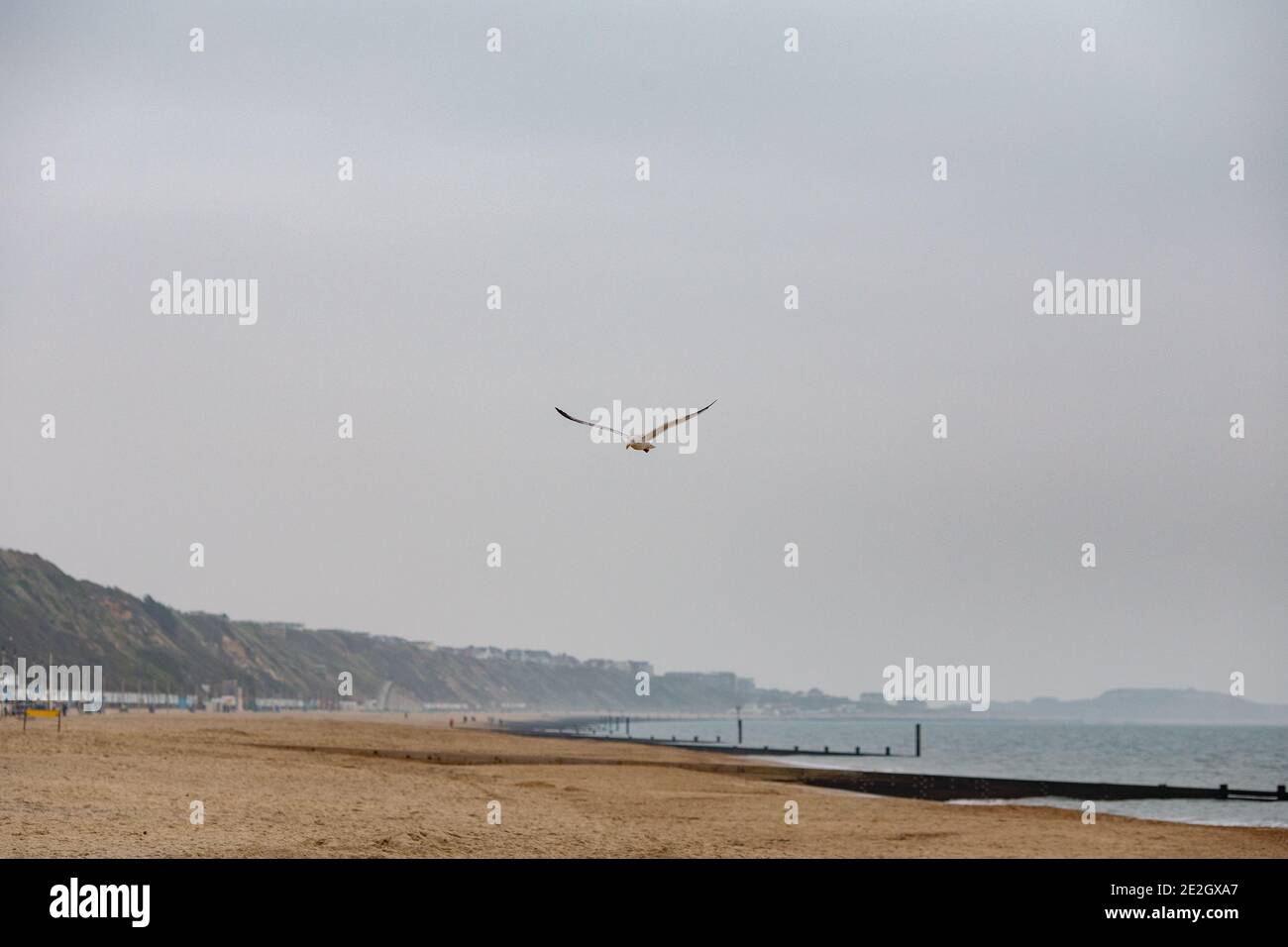 Gabbiano Lone che vola sulla spiaggia di Bournemouth nell'inverno 30 Novembre 2020 Neil Turner Foto Stock
