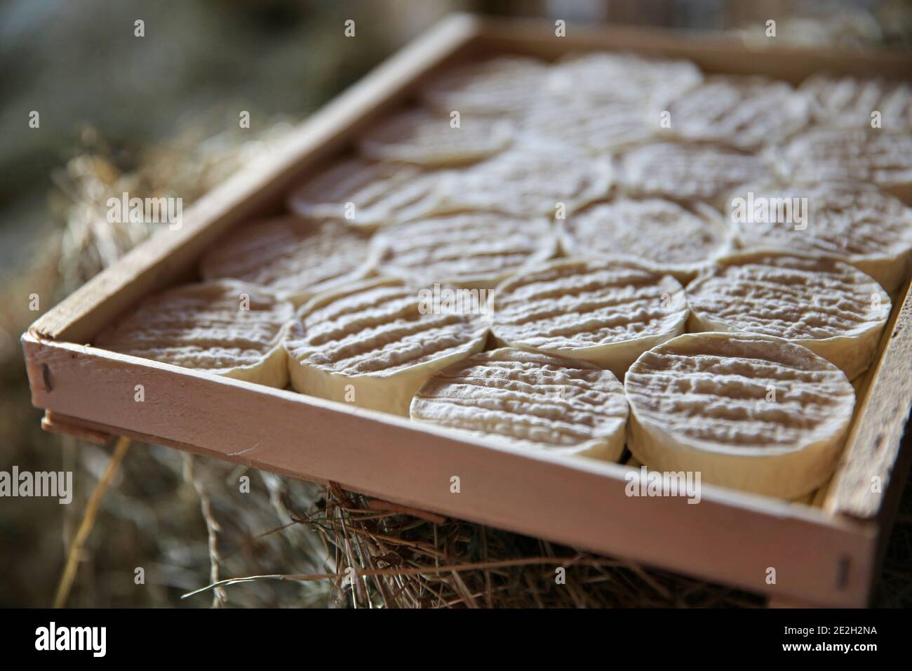 Rocamadour DOP: Formaggio Cabecou stagionato, pronto per la vendita, formaggio di capra non pastorizzato, prodotto in un caseificio Foto Stock