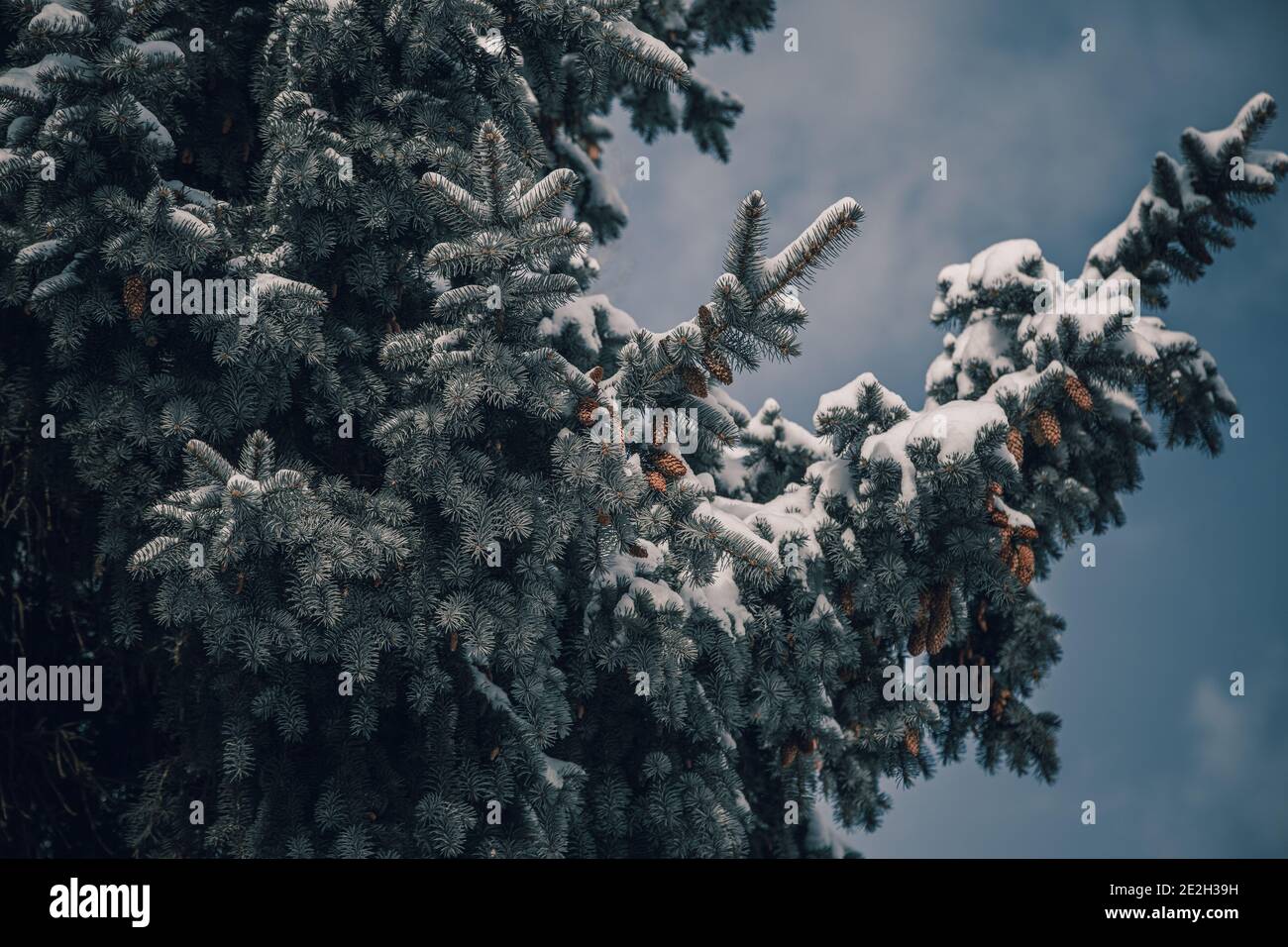 Vacanze Evergreen albero di Natale rami di pino coperto di neve Foto Stock