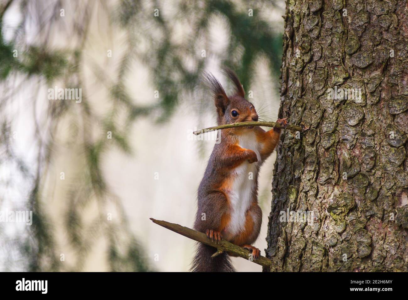 Scoiattolo rosso in piedi su un ramo di albero ad un albero Foto Stock