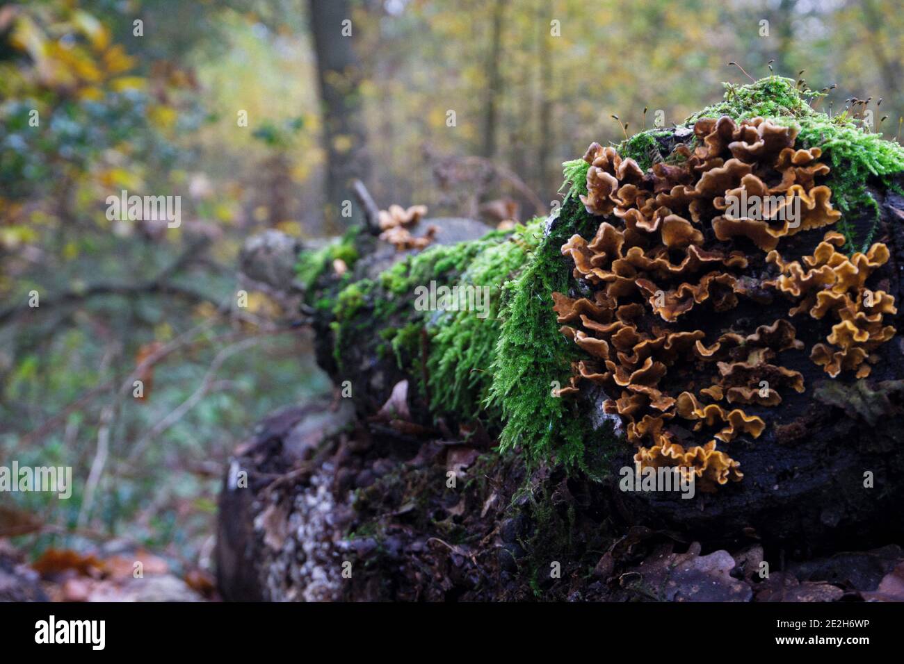 Primo piano di log di muschio con funghi che crescono da esso Foto Stock