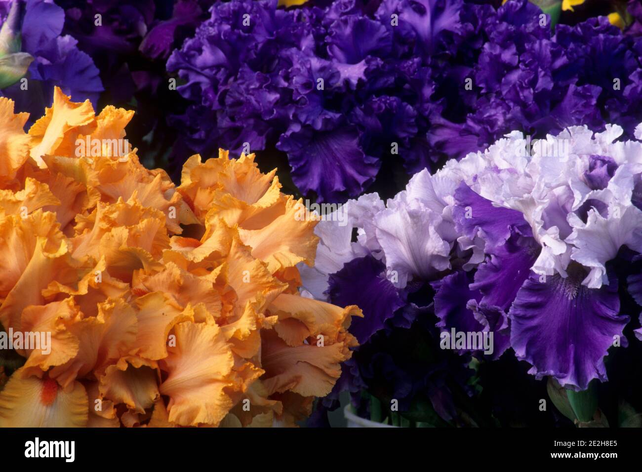 Fiori di Iris allo stand fiore tagliato, Schreiners Iris Gardens, Marion County, Oregon Foto Stock