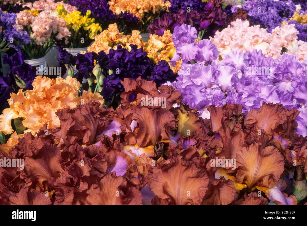 Fiori di Iris allo stand fiore tagliato, Schreiners Iris Gardens, Marion County, Oregon Foto Stock