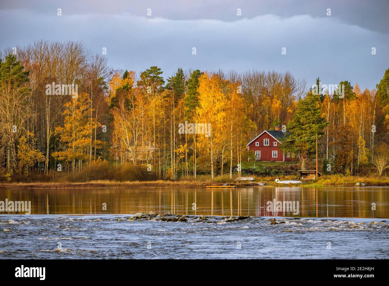 Rorbu, tradizionale casa in legno dipinta di rosso scandinavo e alberi di betulla che mostrano colori autunnali lungo il lago, Svezia centrale Foto Stock