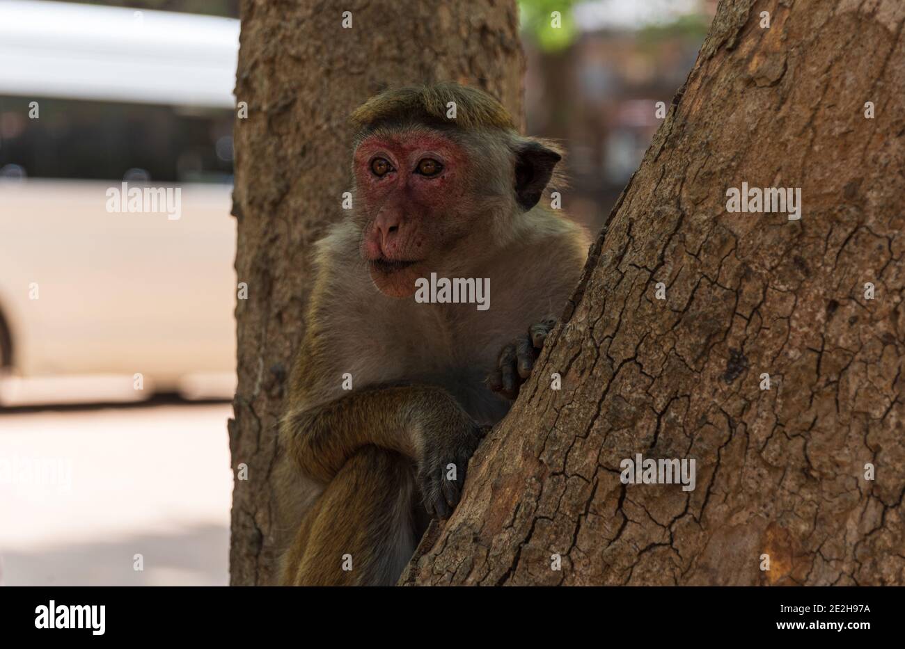 Scimmia di macaco di Toque femminile, Macaca sinica, Sri Lanka. Ritratto animale, scimmia seduta in un albero Foto Stock