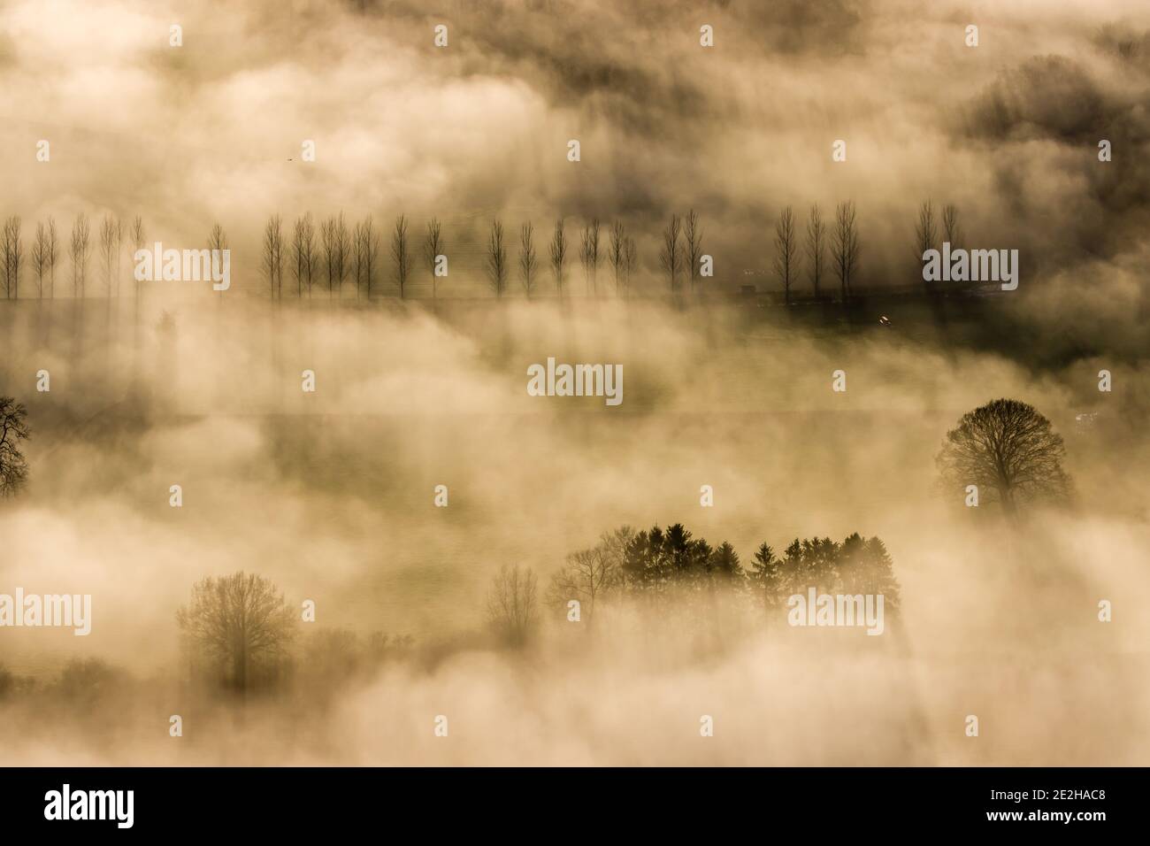 Lunghe ombre una silhouette di alberi in un paesaggio mistico e foggoso Foto Stock