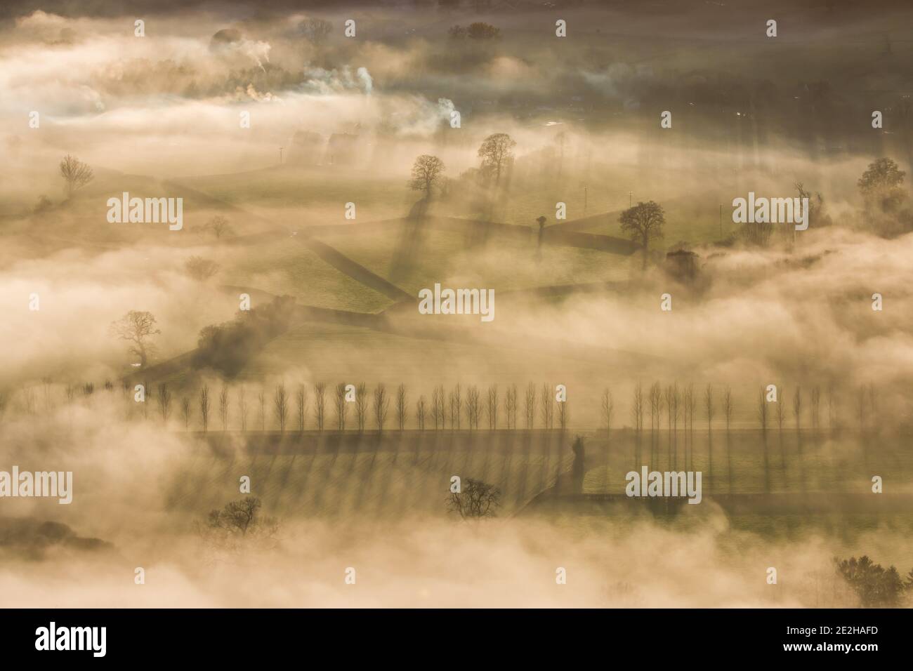 Lunghe ombre di alberi che emergono attraverso la nebbia in una bella valle rurale. Foto Stock