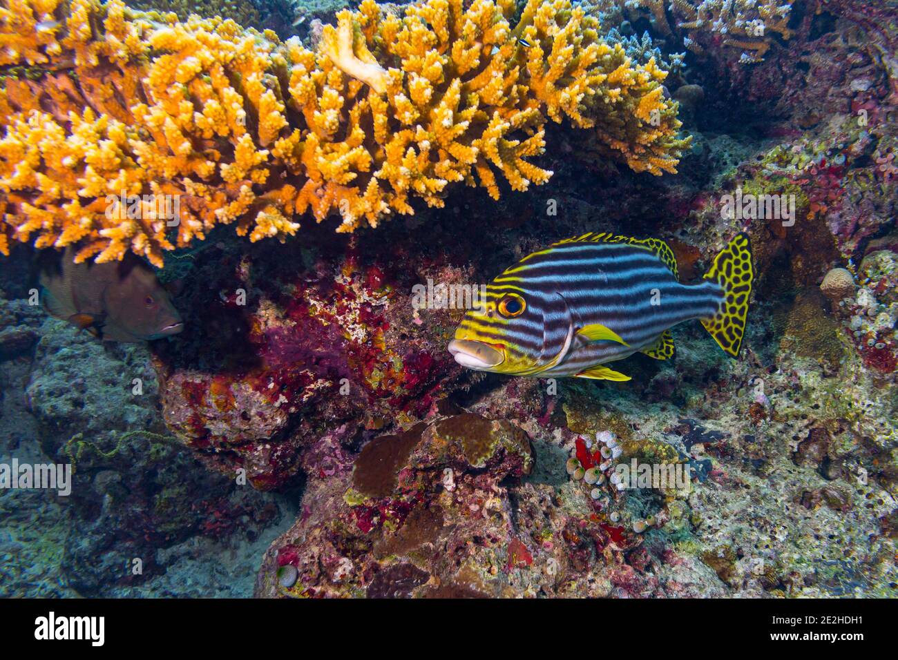 Plectorhinchus vittatus o il giallo indiano oceano dolce orientale pesci in colorato corallo reef subacqueo. Animali marini fauna selvatica oceano mare backgro Foto Stock