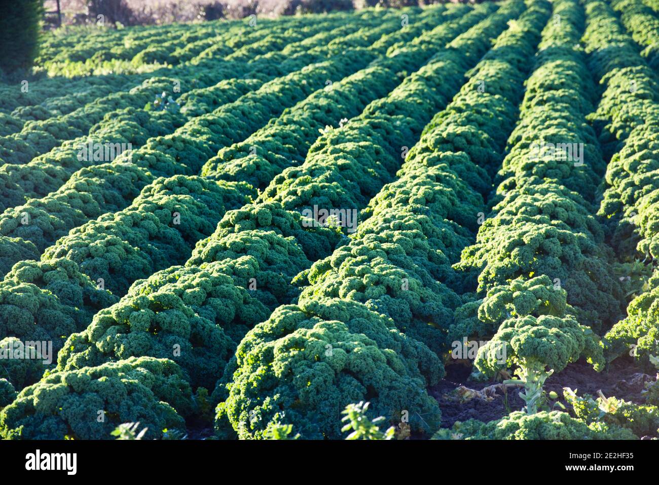 Piante di kale arricciate che crescono nella zona di Linclnshire Fens di Inghilterra, Regno Unito Foto Stock