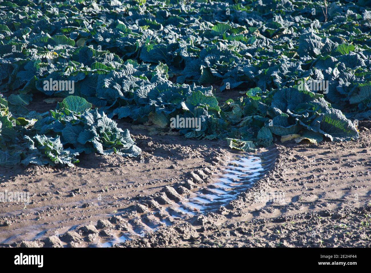I cabbages di Savoy che crescono sulle galline di Lincolnshire, Inghilterra, Regno Unito Foto Stock