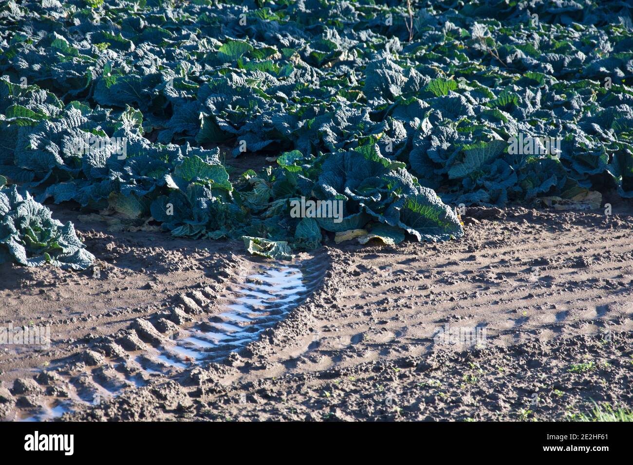 I cabbages di Savoy che crescono sulle galline di Lincolnshire, Inghilterra, Regno Unito Foto Stock