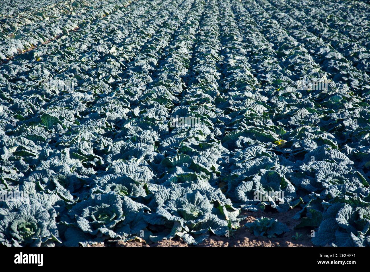 I cabbages di Savoy che crescono sulle galline di Lincolnshire, Inghilterra, Regno Unito Foto Stock
