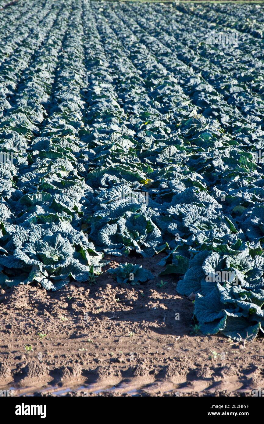I cabbages di Savoy che crescono sulle galline di Lincolnshire, Inghilterra, Regno Unito Foto Stock