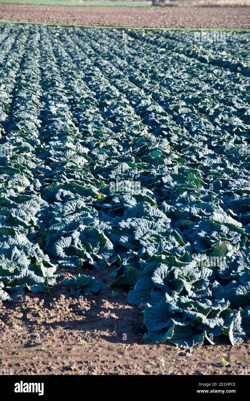 I cabbages di Savoy che crescono sulle galline di Lincolnshire, Inghilterra, Regno Unito Foto Stock