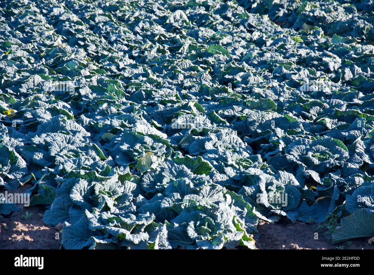 I cabbages di Savoy che crescono sulle galline di Lincolnshire, Inghilterra, Regno Unito Foto Stock