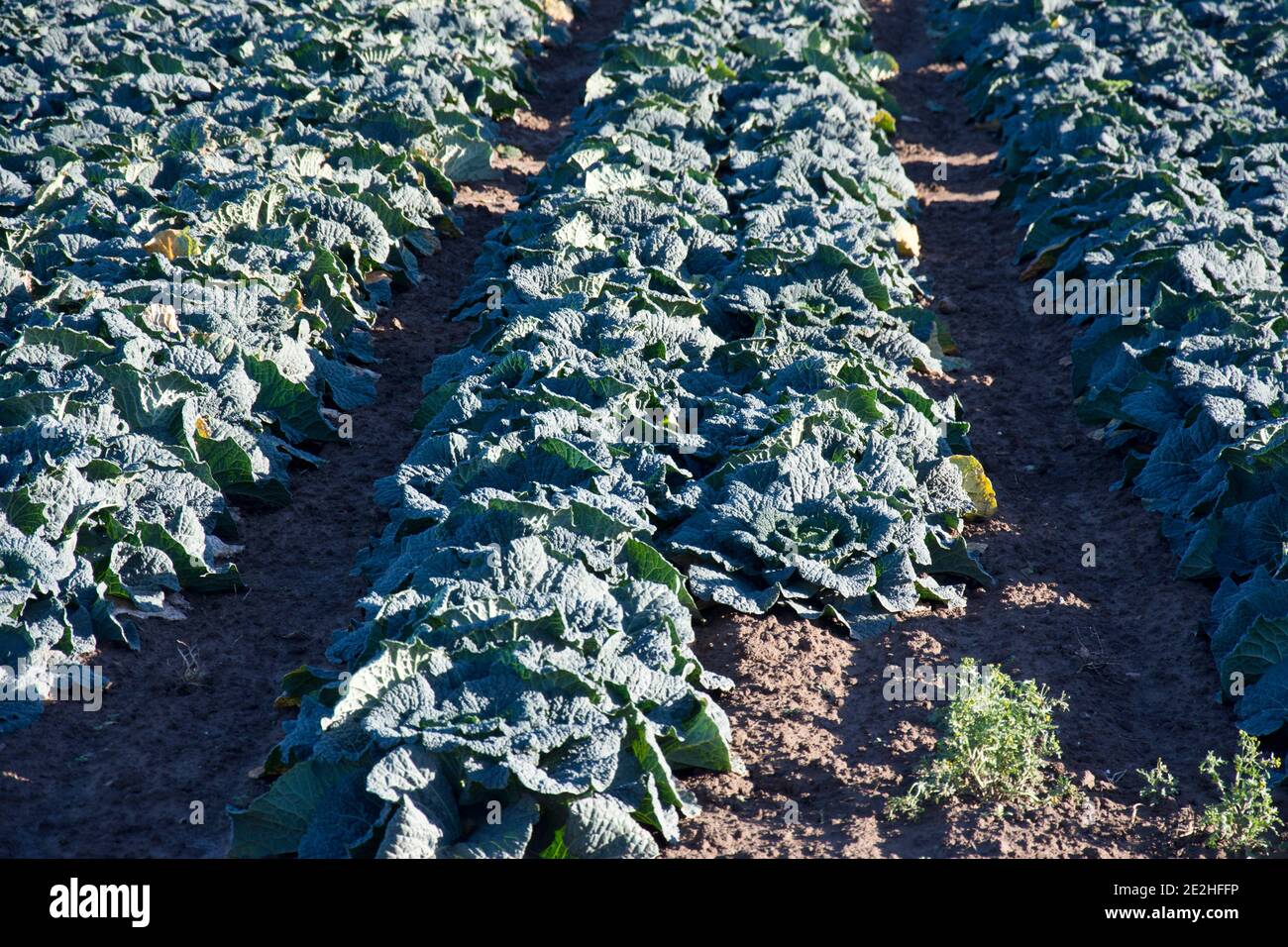 I cabbages di Savoy che crescono sulle galline di Lincolnshire, Inghilterra, Regno Unito Foto Stock