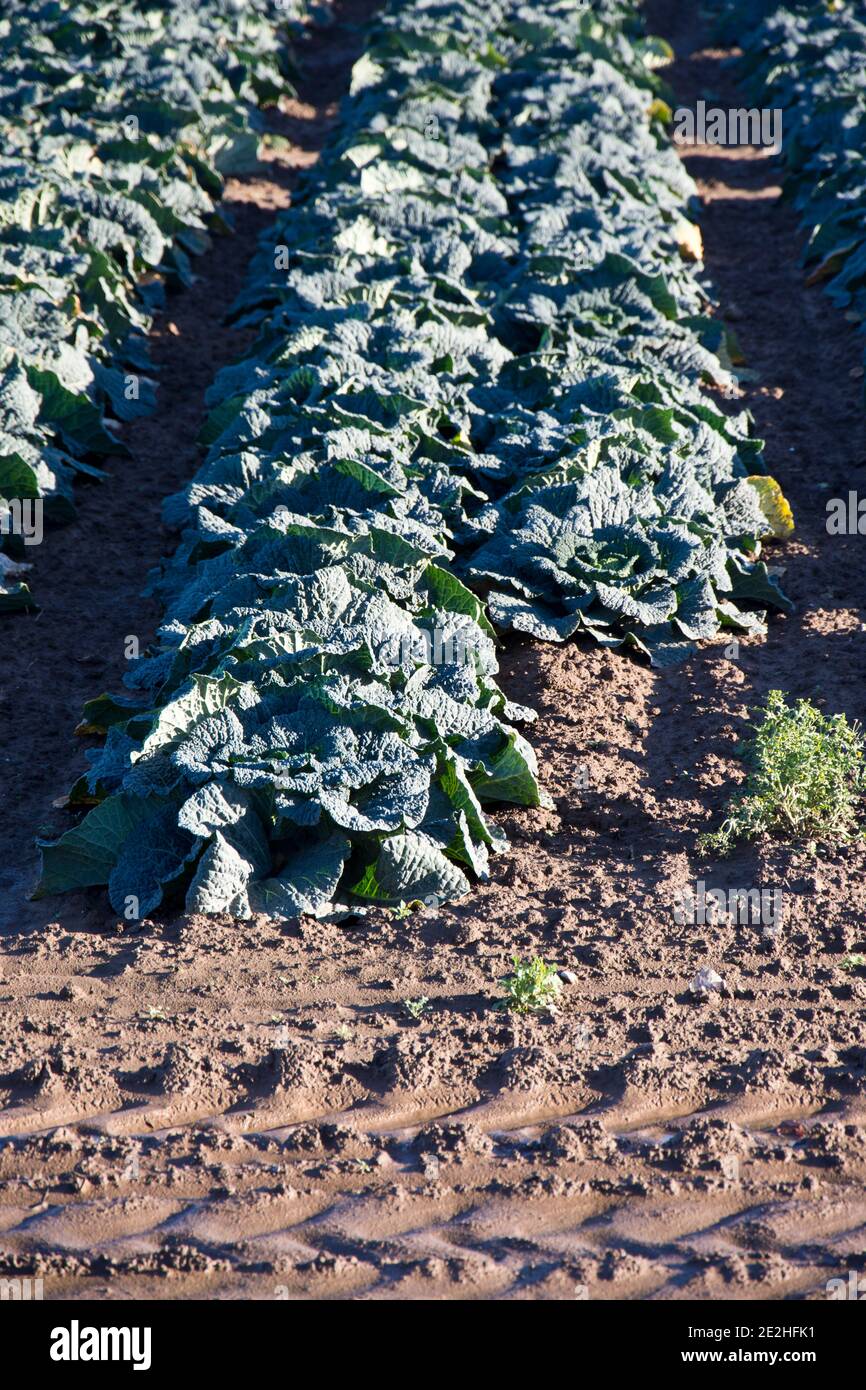 I cabbages di Savoy che crescono sulle galline di Lincolnshire, Inghilterra, Regno Unito Foto Stock