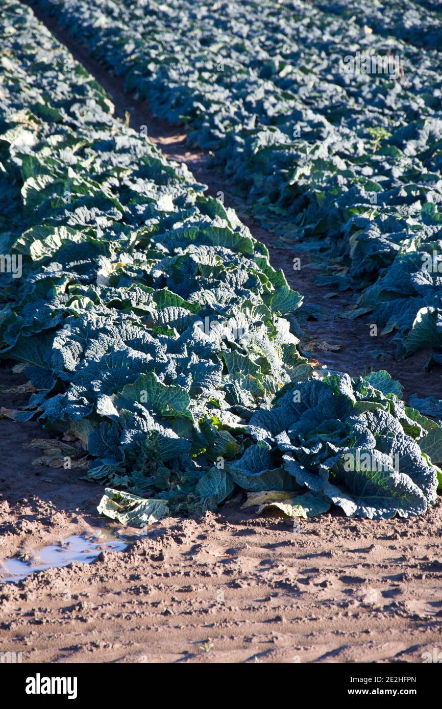 I cabbages di Savoy che crescono sulle galline di Lincolnshire, Inghilterra, Regno Unito Foto Stock