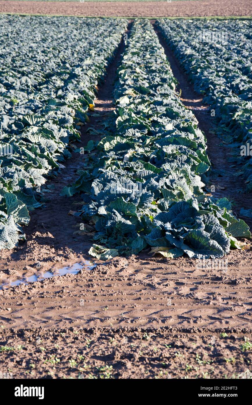 I cabbages di Savoy che crescono sulle galline di Lincolnshire, Inghilterra, Regno Unito Foto Stock