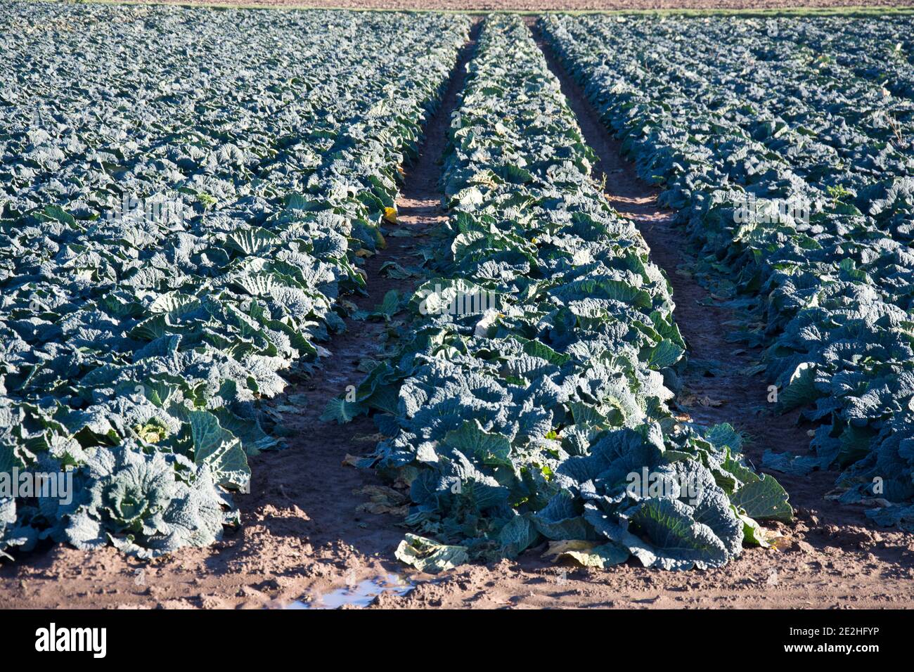 I cabbages di Savoy che crescono sulle galline di Lincolnshire, Inghilterra, Regno Unito Foto Stock