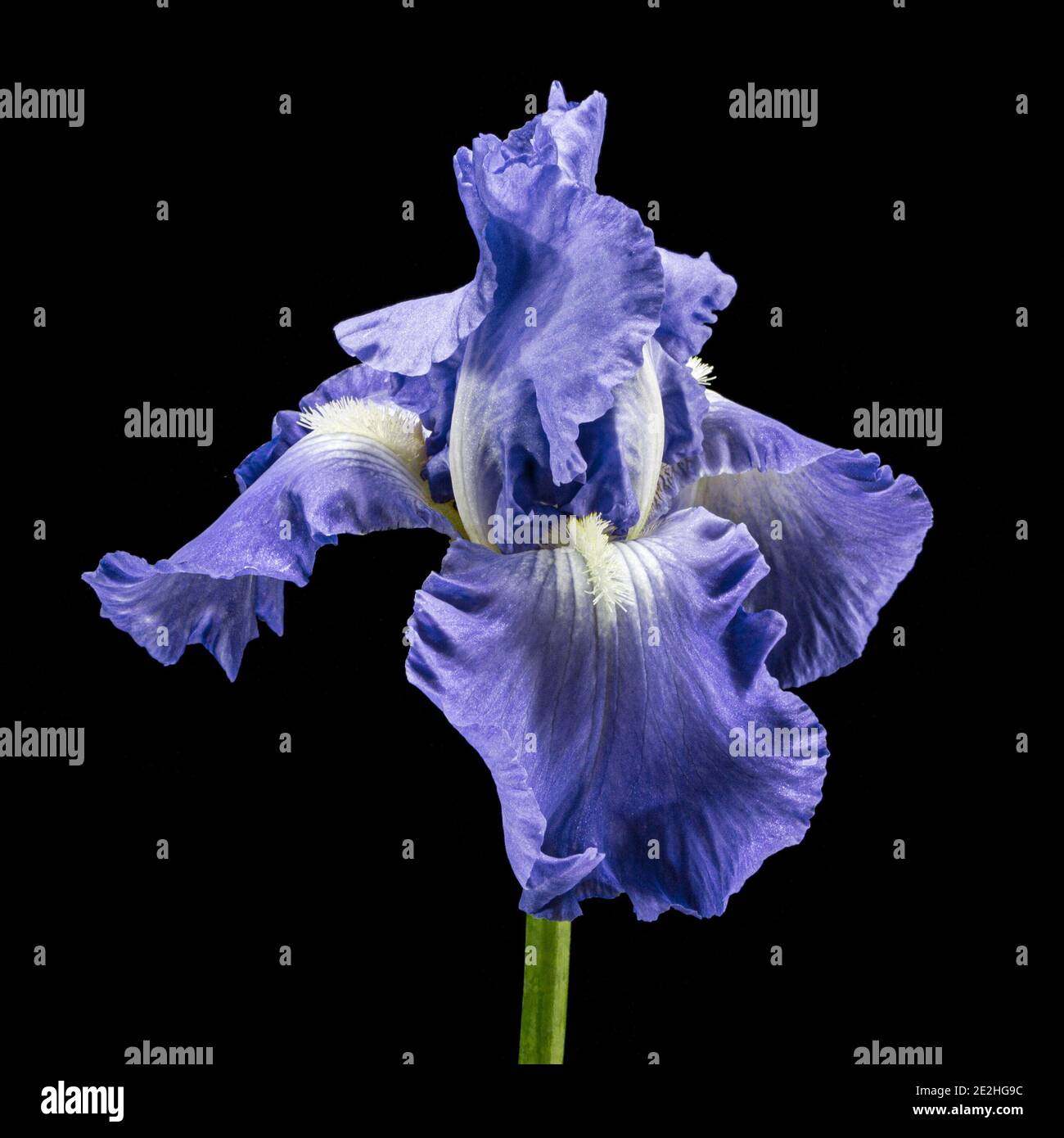 Fiore blu di iride, isolato su sfondo nero Foto Stock