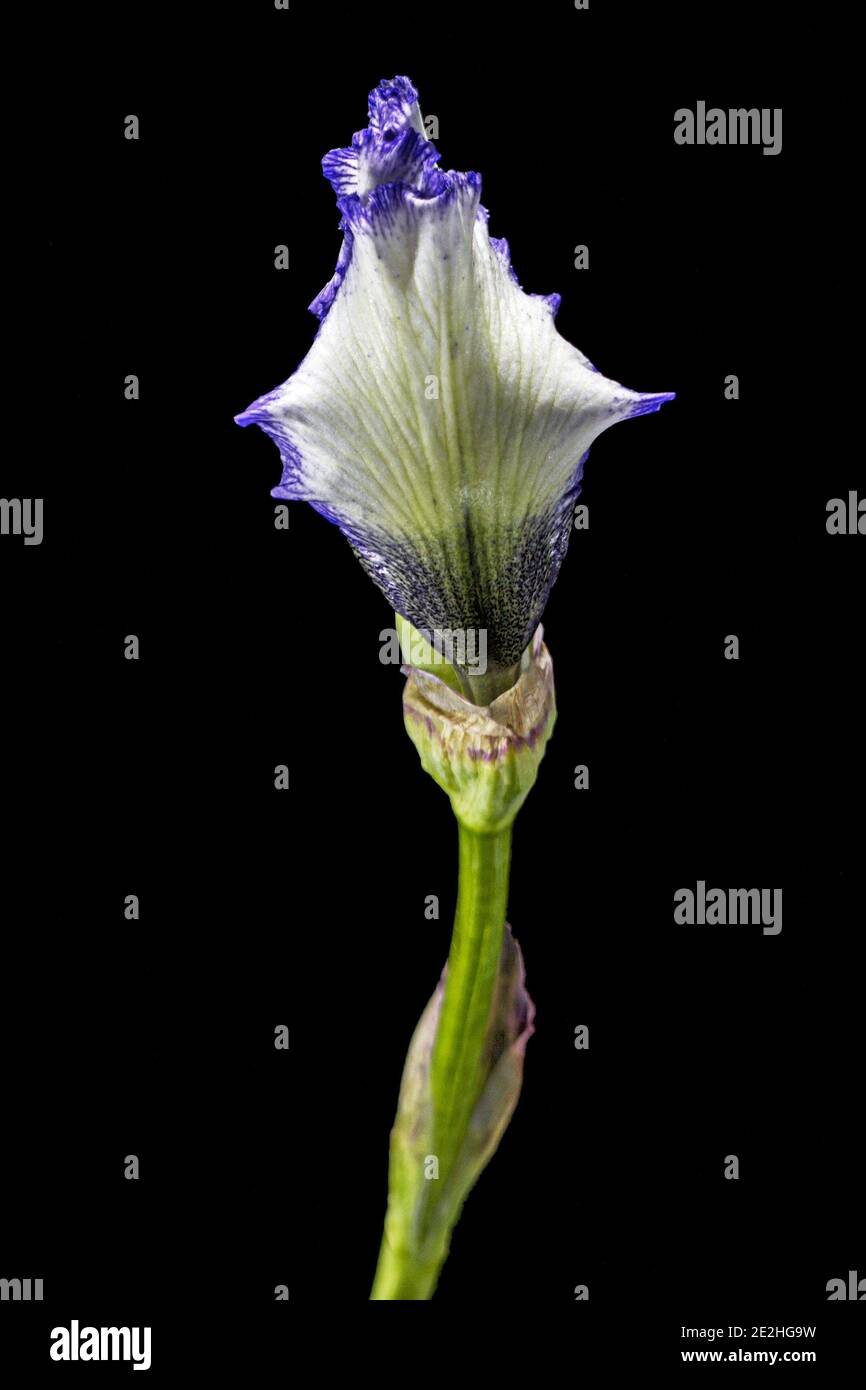 Fiore a strisce blu bianco di iride, isolato su sfondo nero Foto Stock