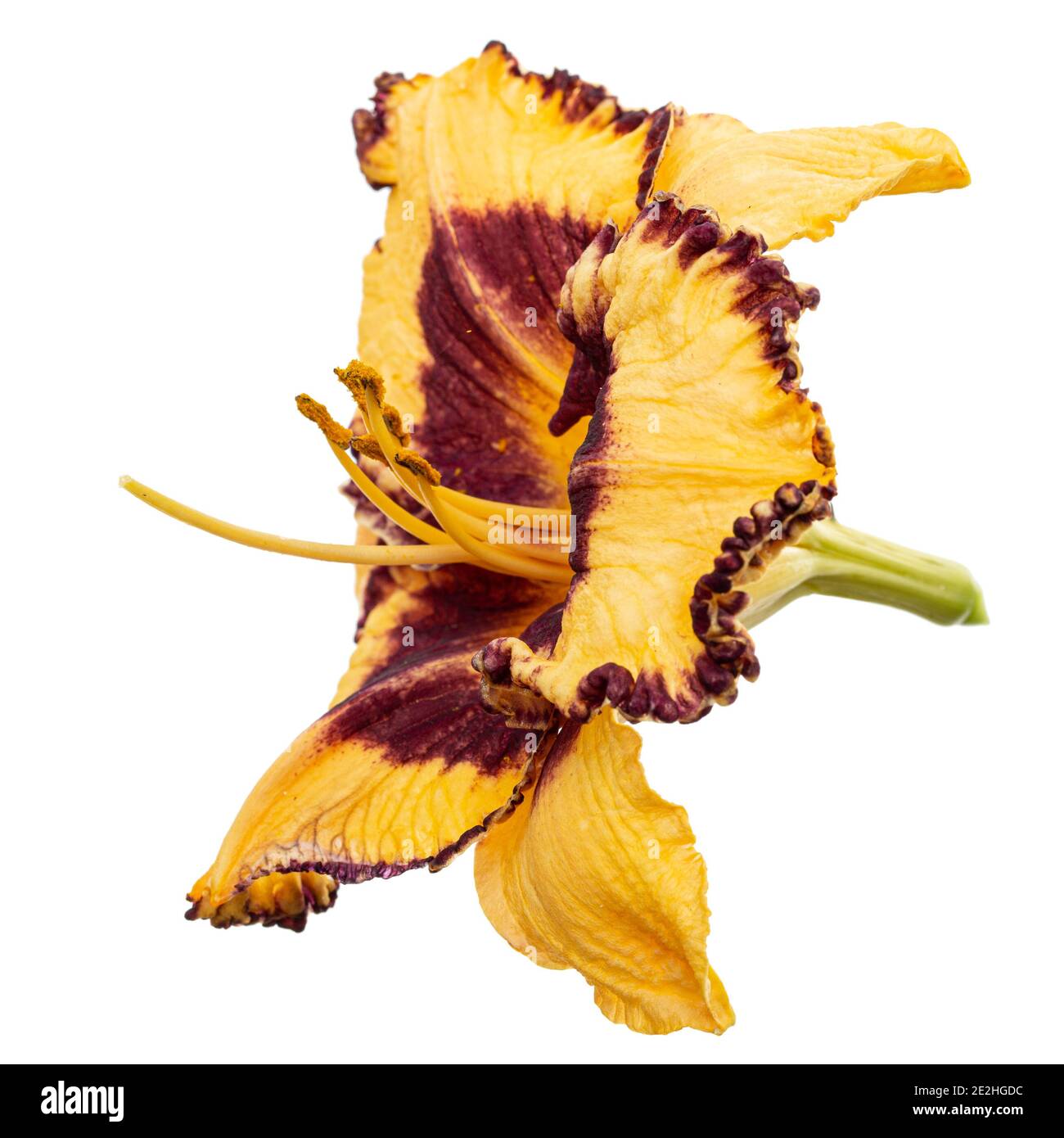 Giallo-borgogna fiore di giglio, lat.Hemerocallis, isolato su sfondo bianco Foto Stock