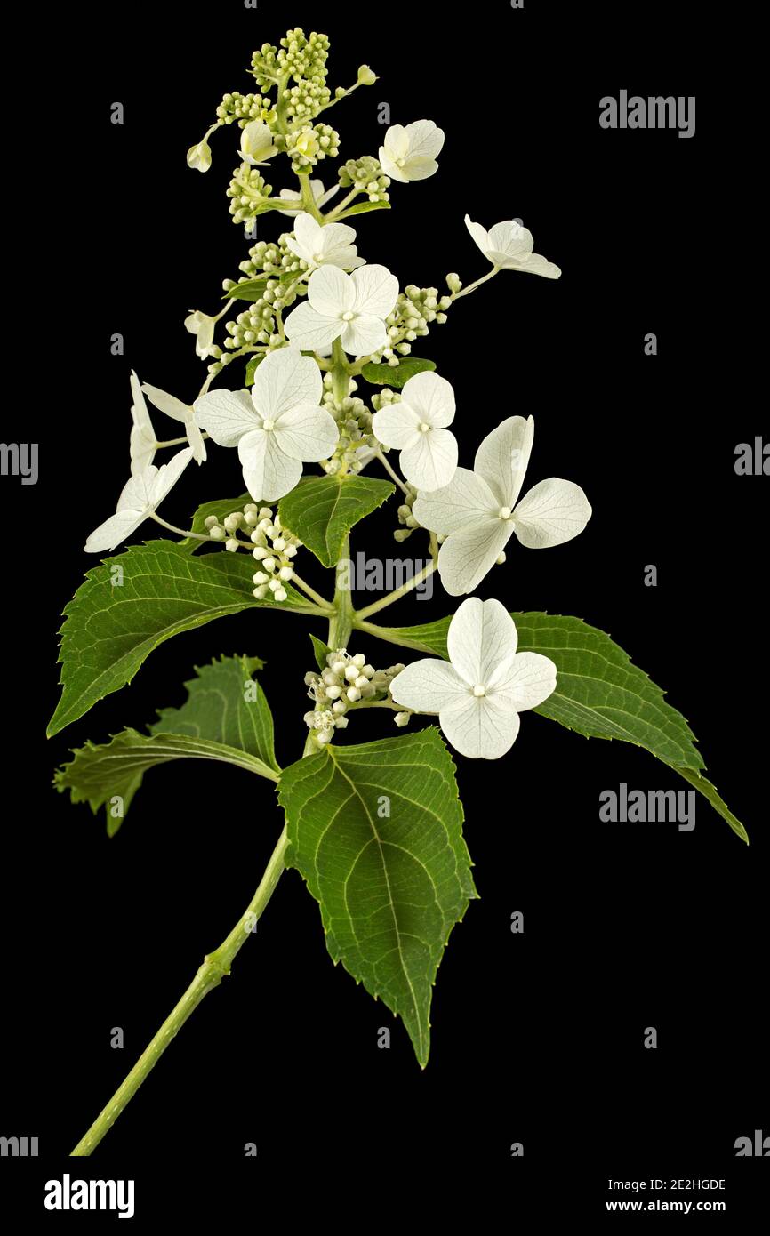 Infiorescenza di idrangea, isolato su sfondo nero Foto Stock