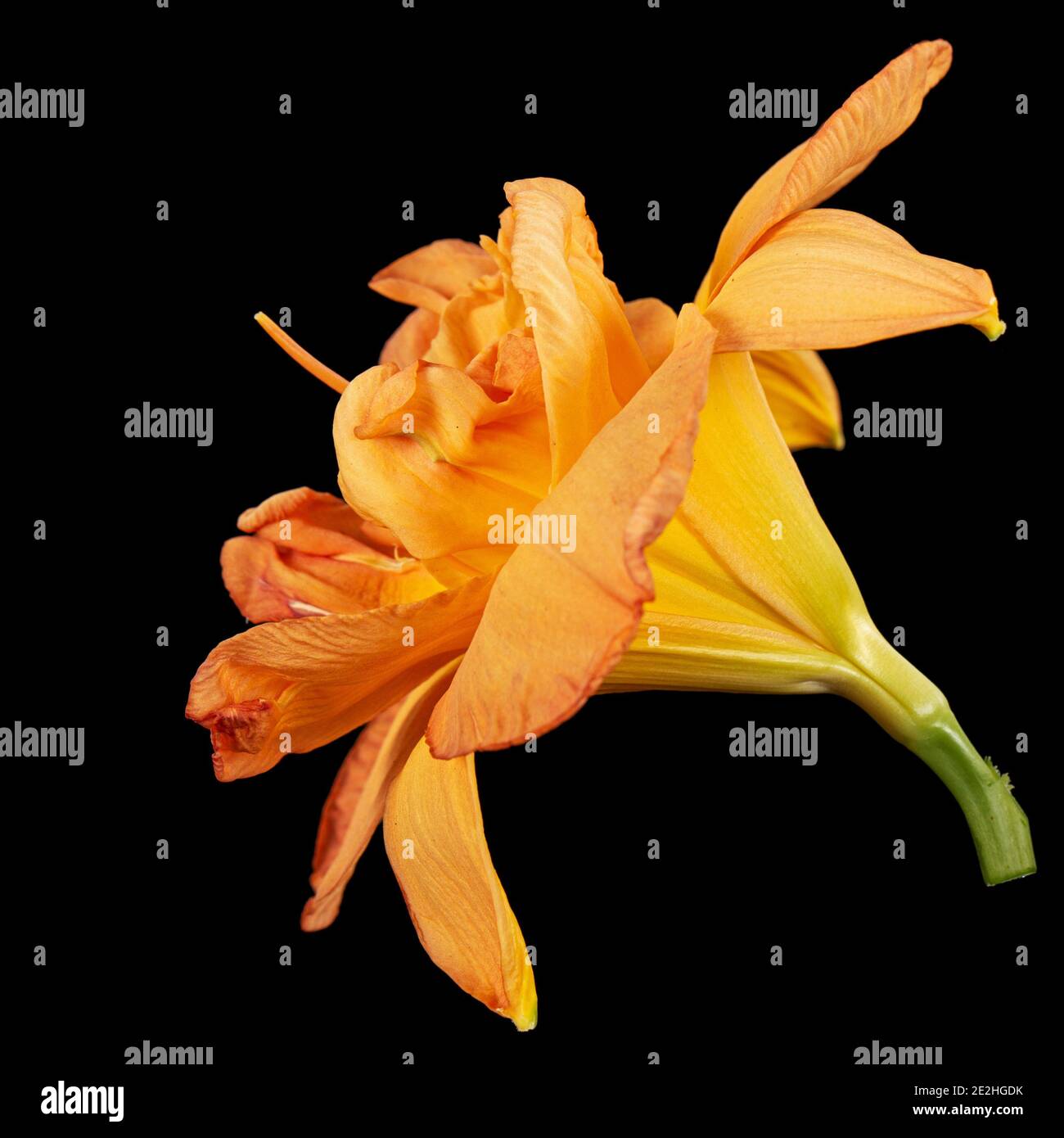 Fiore arancione, lat.Hemerocallis, isolato su sfondo nero Foto Stock