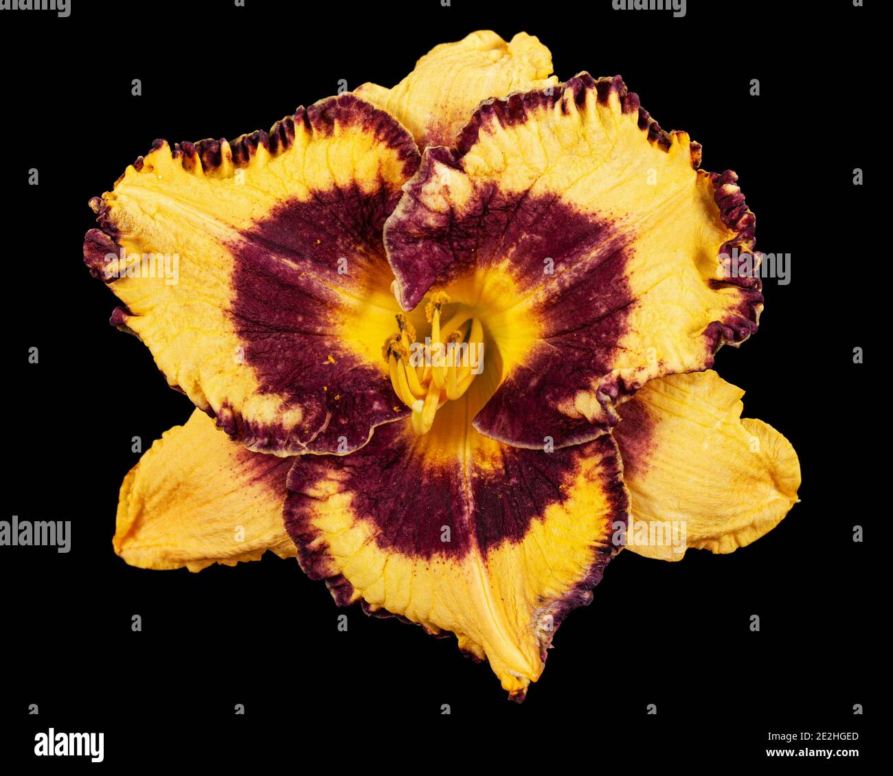 Fiore giallo-borgogna, lat.Hemerocallis, isolato su sfondo nero Foto Stock