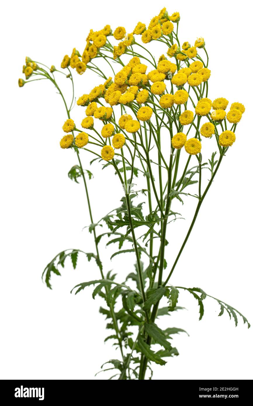 I fiori della pianta medicinale di tansy, lat. Tanacetum vulgare, isolato su sfondo bianco Foto Stock