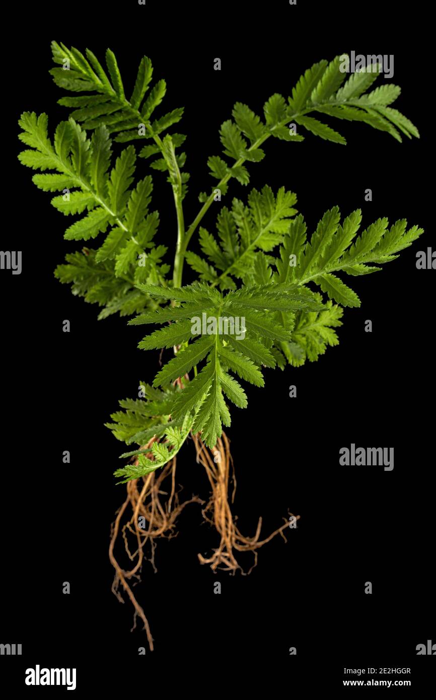 Giovane germoglio di tansy con radici, lat. Tanacetum vulgare, isolato su sfondo nero Foto Stock