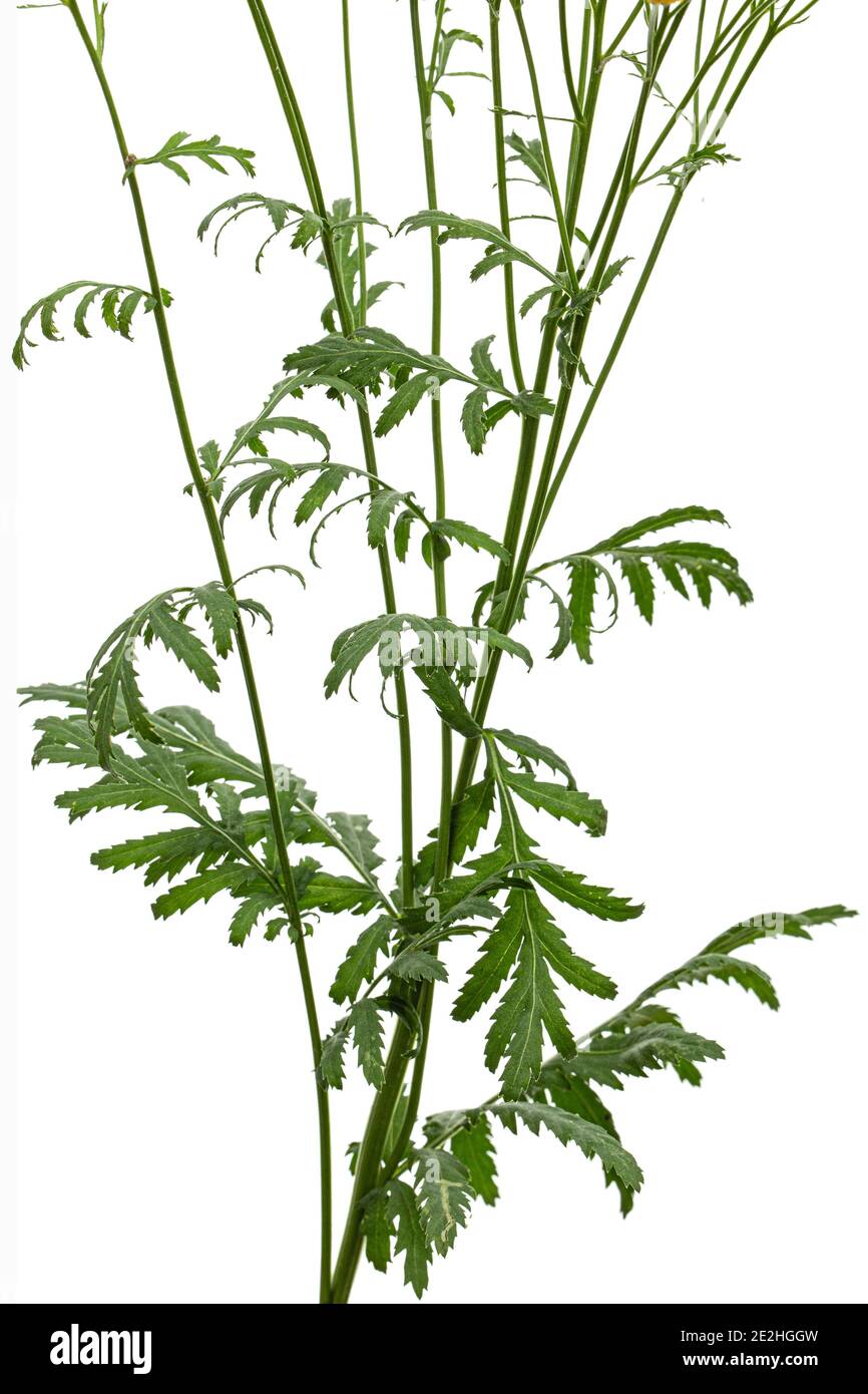 Le foglie della pianta medicinale di tansy, lat. Tanacetum vulgare, isolato su sfondo bianco Foto Stock