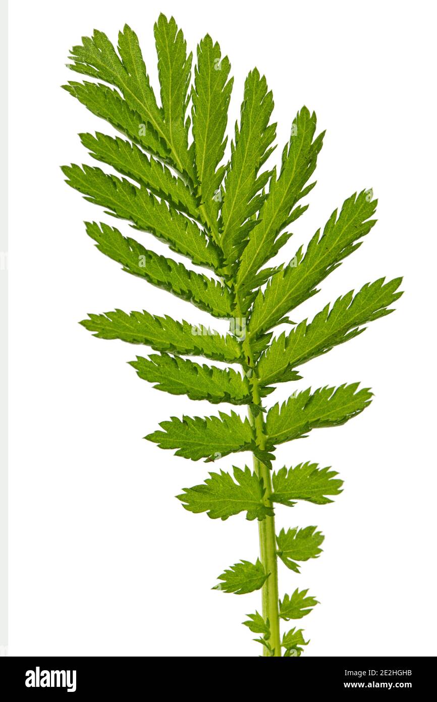 Foglia la pianta medicinale di tansy, lat. Tanacetum vulgare, isolato su sfondo bianco Foto Stock