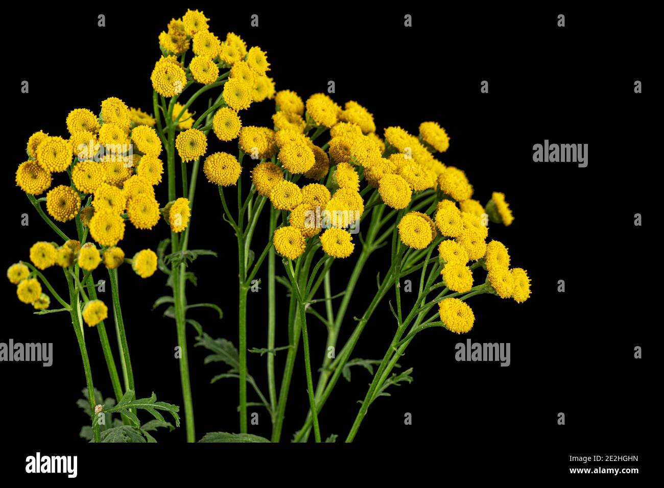 Fiori la pianta medicinale di tansy, lat. Tanacetum vulgare, isolato su sfondo nero Foto Stock